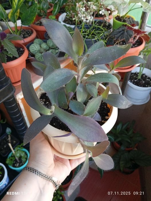 Продам комнатные растения