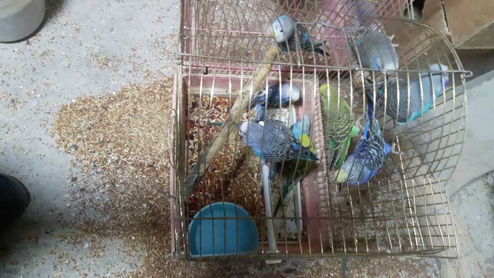 Valnisti papugay maladoy