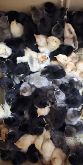 Продаются суточные цыплята
