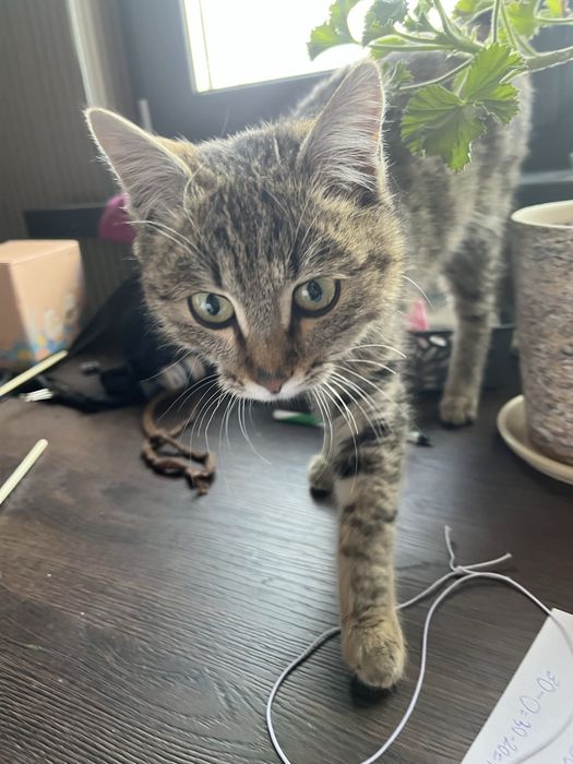 Ласковую девочку в добрые руки