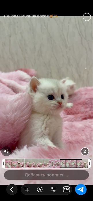 На продаже котята