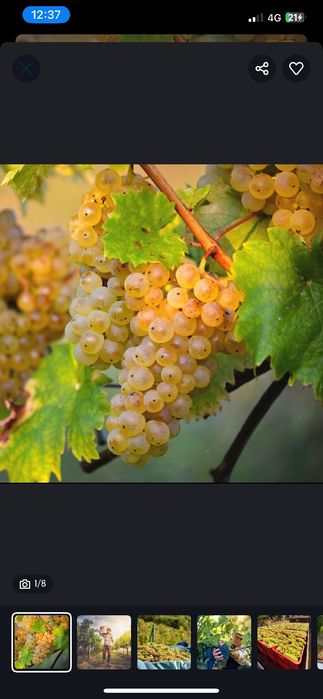 Vând struguri de vin cu transport la domiciliu