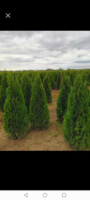 Tuia leylandi chiparos