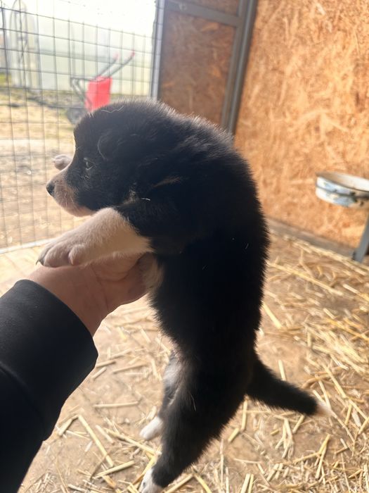 Шенки русско- европецской лайки