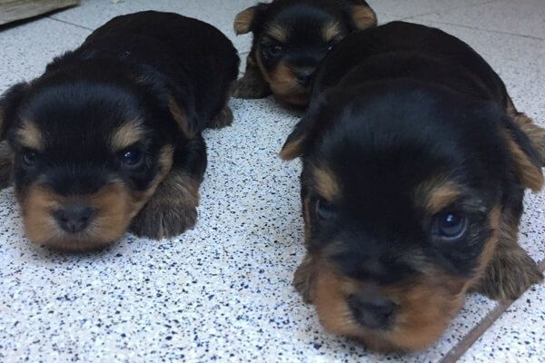 Щенки йоркширского терьера