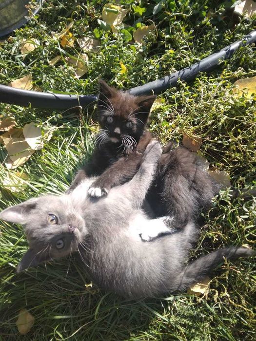 Отдам котят в хорошие руки