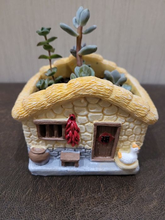 Суккулентные растения, сочные красивые разные