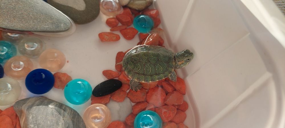 Продам  черепахи