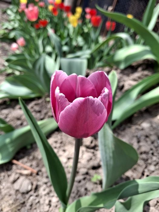 Луковицы тюльпанов. Голландские сорта.