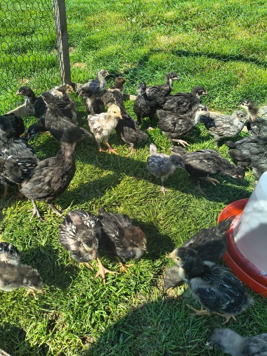 Pui Australorp albastru și negru, 5 săptămâni