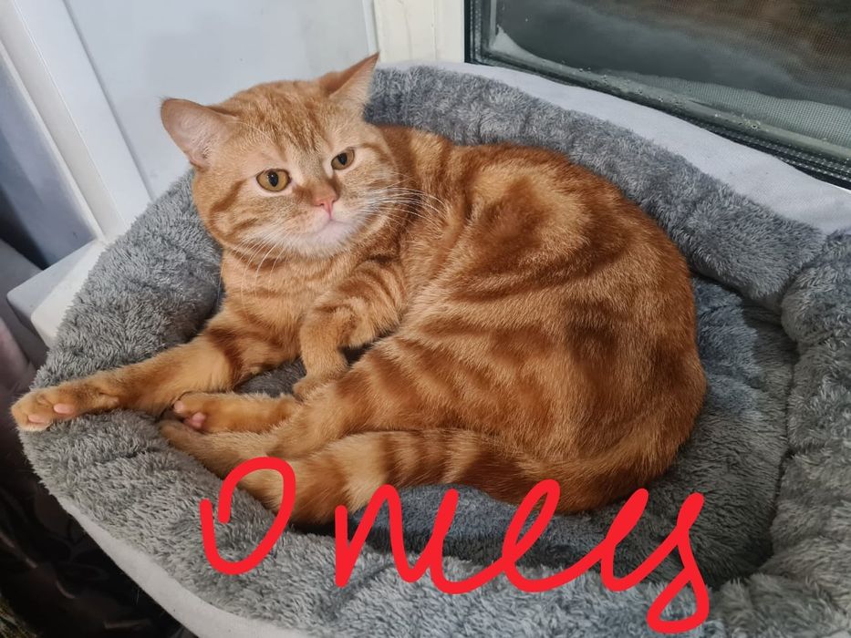 Продаётся! шотландский скоттиш фолд!