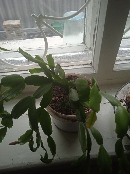 Комнатные цветы   ,декабрист