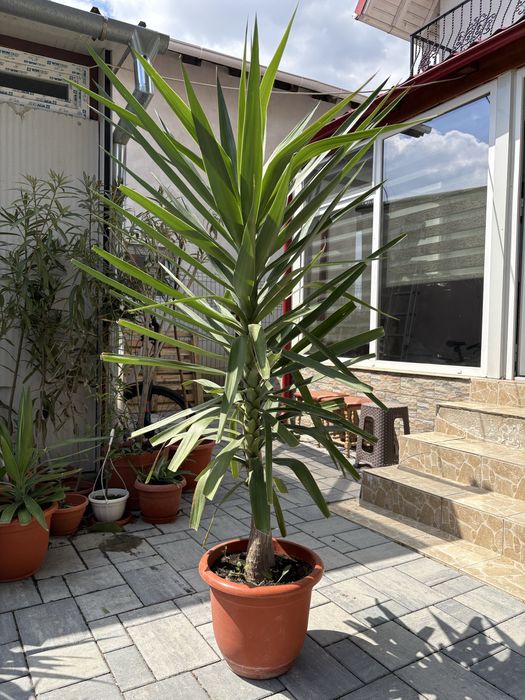 Copacei plante Yucca