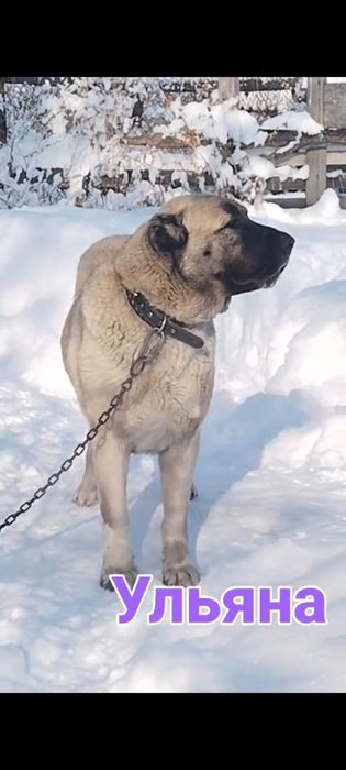Щенки САО,Волкодав,Тобет белые девочки