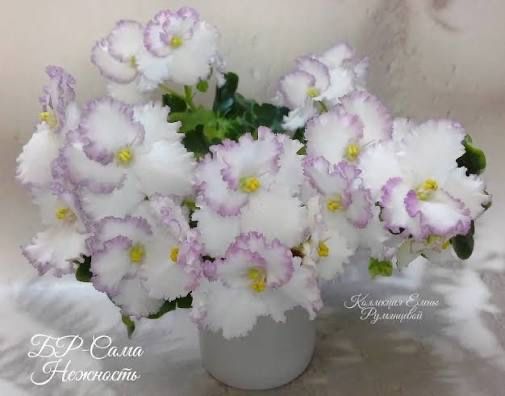 Срезы сортовых фиалок