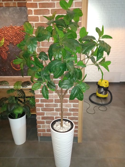 Лимонное  дерево