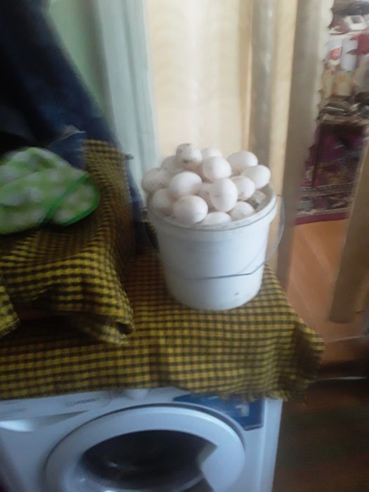 КУРЫ НЕСУШКИ БЕЛЫЕ очень хорошая яйценоскость Доставка