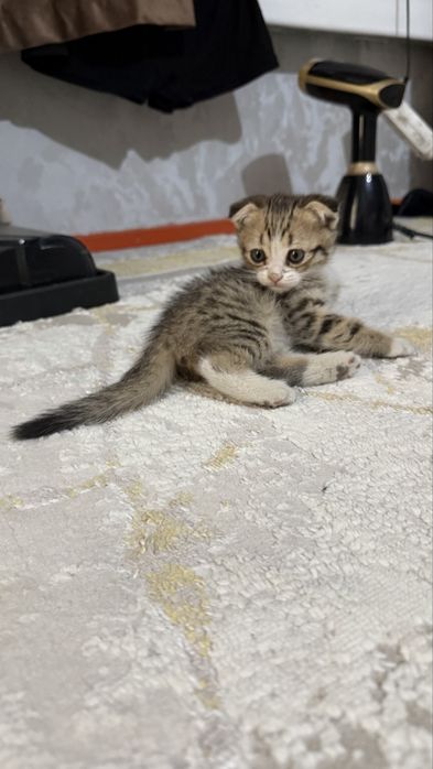 Шотландский вислоухий
