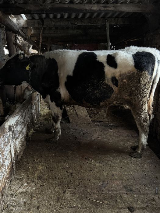 Бұқа бык на племя