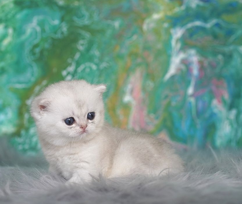 Британский котёнок