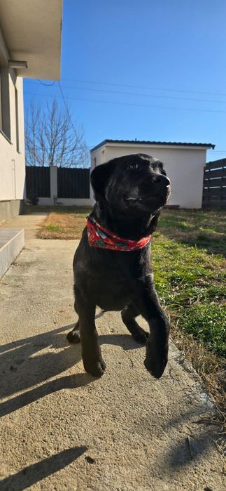 Femelă Labrador Retriever cu Pedigree A