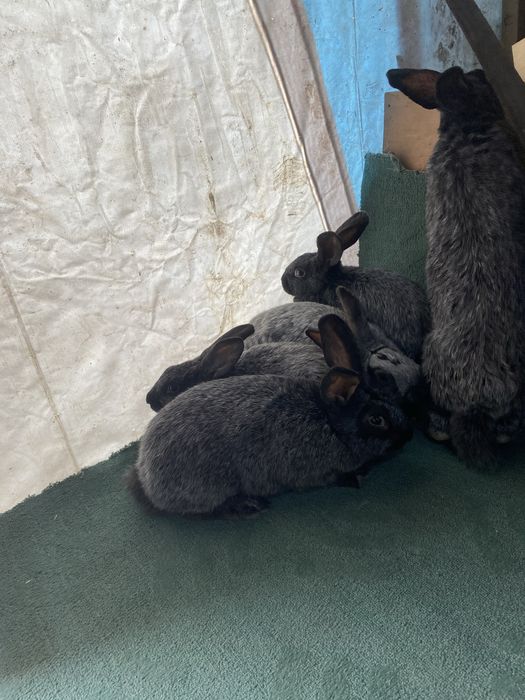 Продам кроликов полтавское серебро