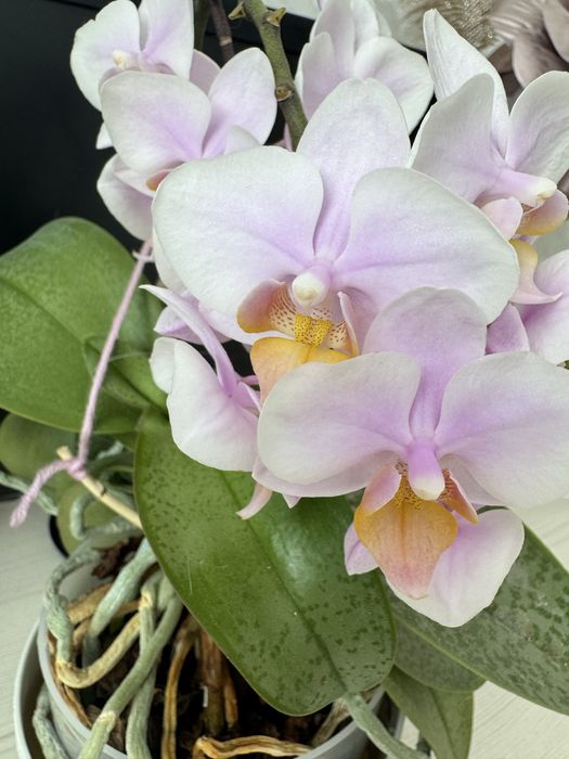 Продам орхидею(фалинопсис)