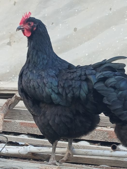 Qora shaxzoda tuxumlari