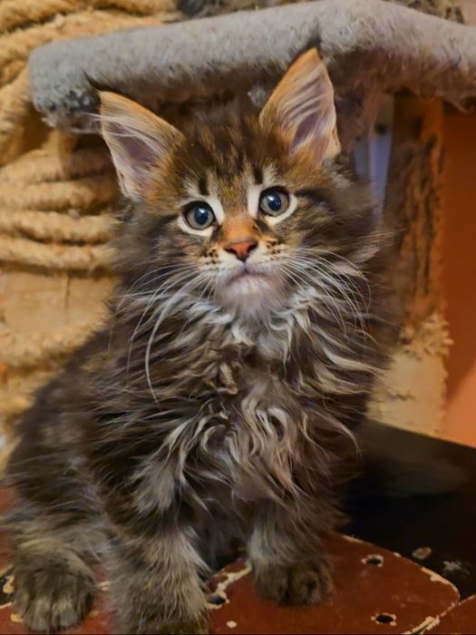 Уникални котенца мейн  куун