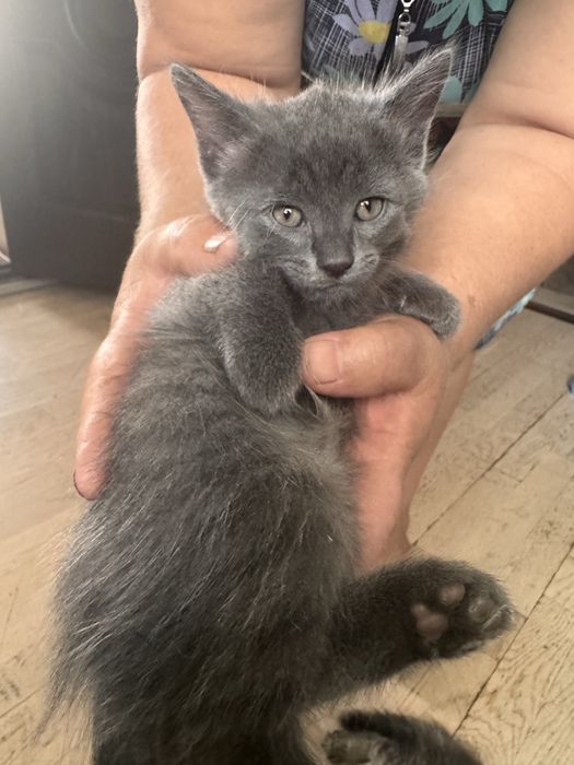 Котята 1,5 месяца
