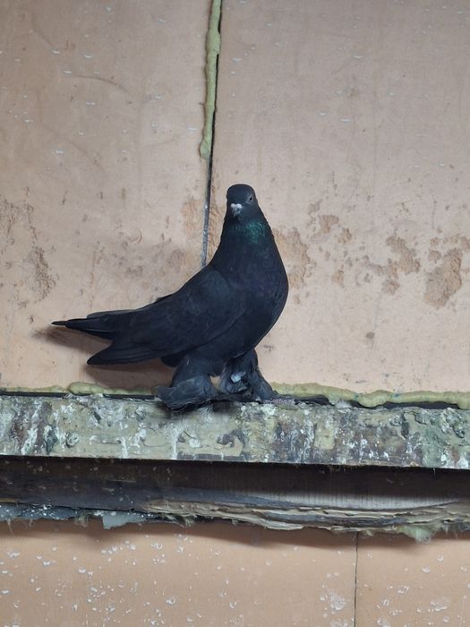 Продам голубя жука