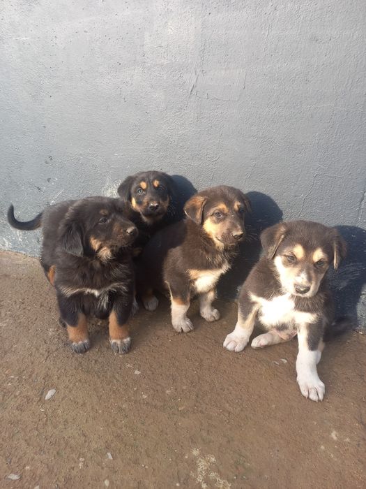 Katta bo'ladigan kuchukchalar bor!