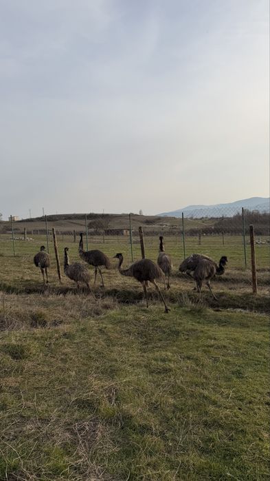 Голямо Ему Миналогодишни