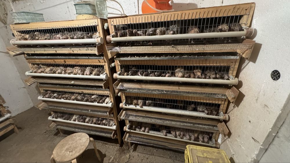 Клетка переплов