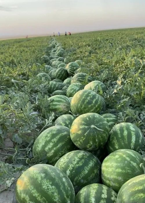 Продам арбуз с поля