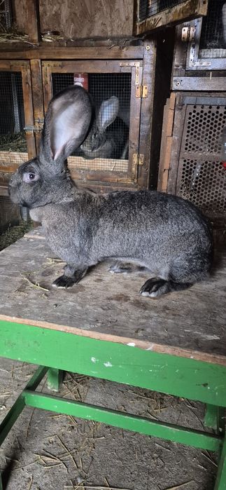 Femele urias german de vânzare