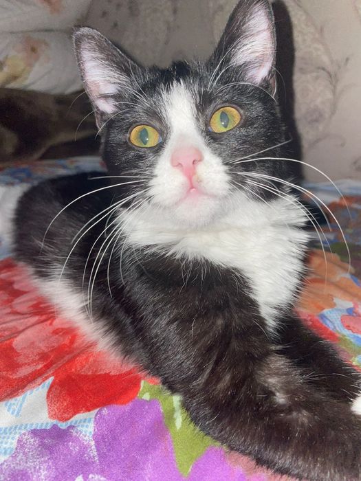 Отдам котёнка в добрые руки