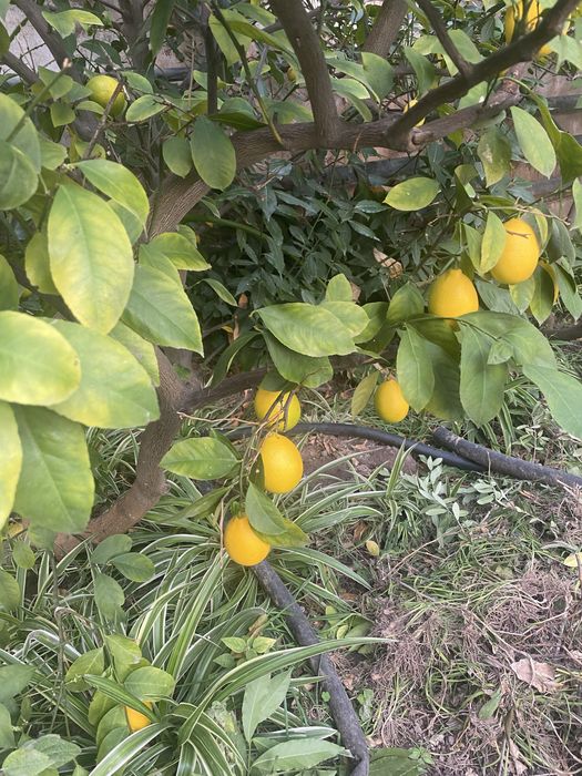 Продам домашние лимоны