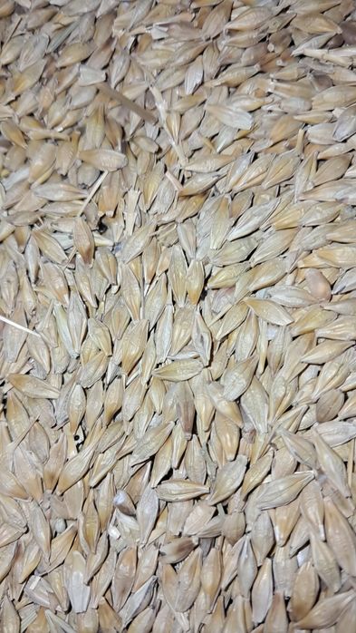 Ячмень,Пшеница,Корма