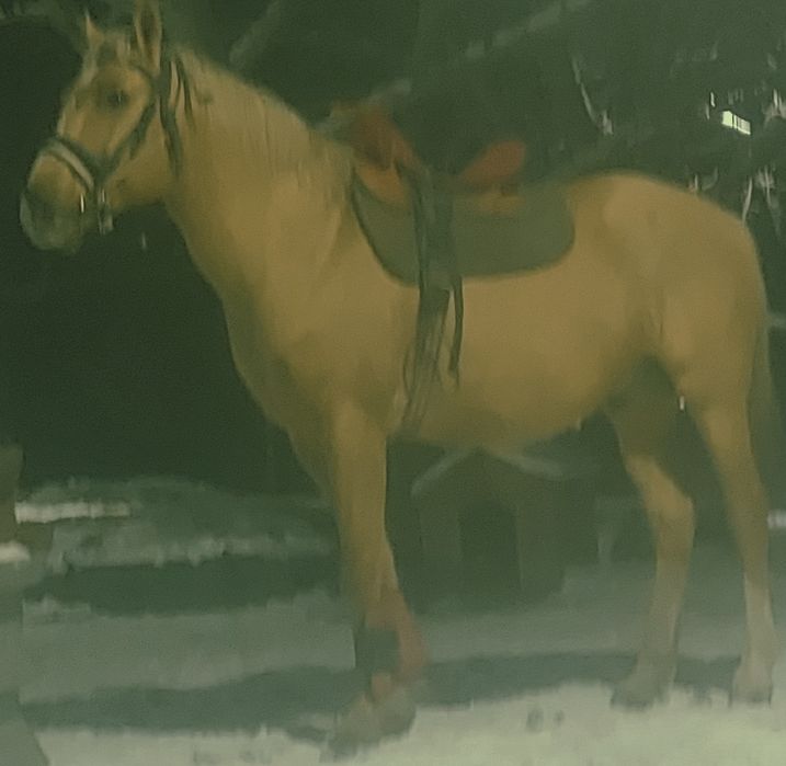 Арашан қошқар  аигыр сатылады