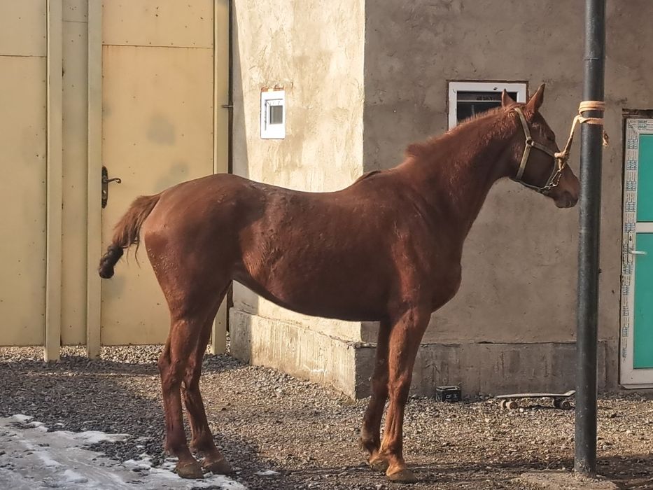Продам  Кабылка Бйе Лошадь Айгыр