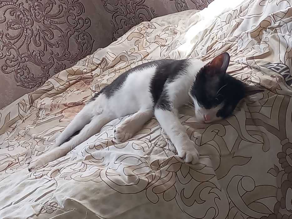 Домашний кошки...