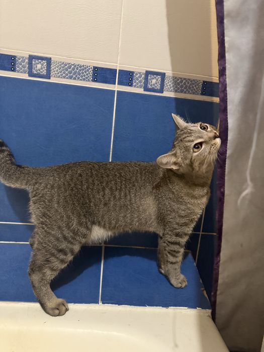 Кошка метис шотландская