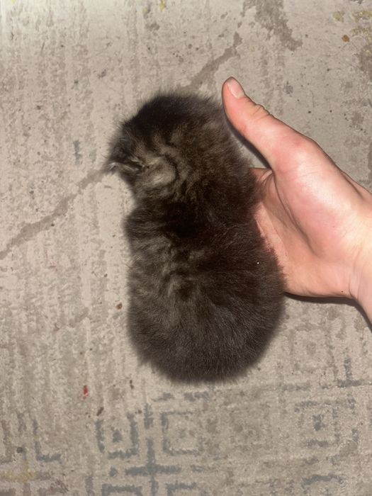 Продам Веслоухих котят