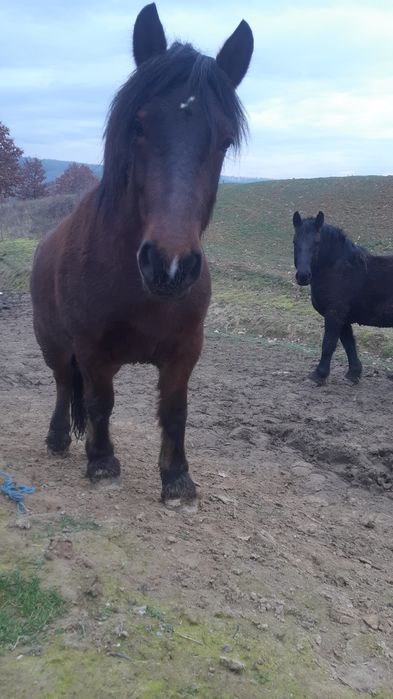 Manza rosie de 2 ani