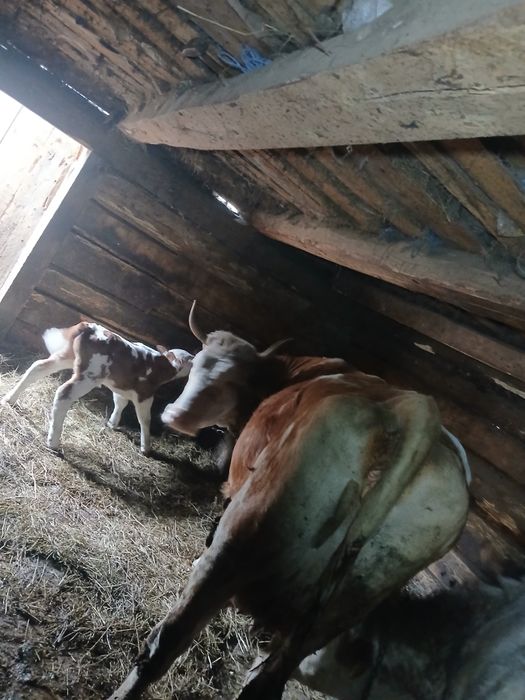 Vând vaca cu vitel mascul