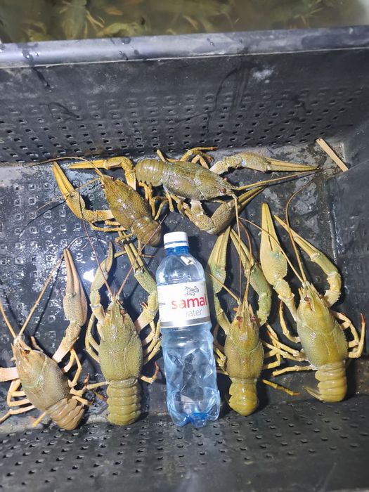 Продаются живые раки