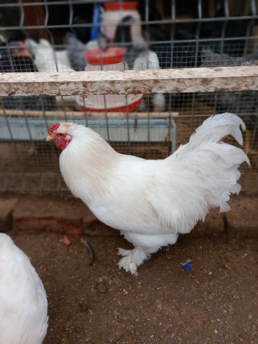 Vând cocoși diferite rase