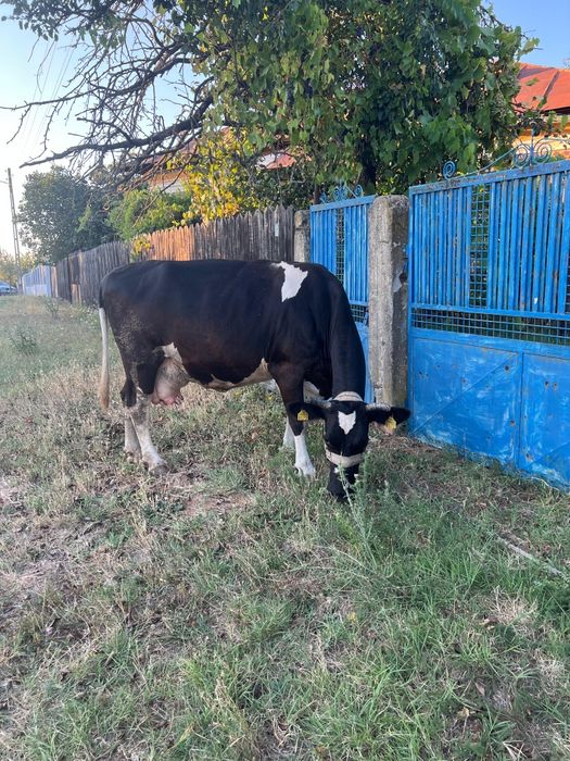 Vaca de vanzare.