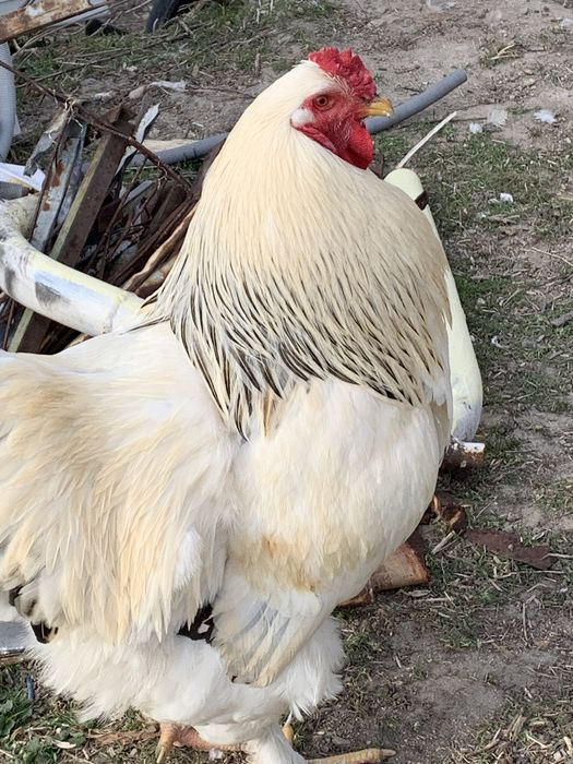 Млади петли(не чистокръвна Колумбийска брама)